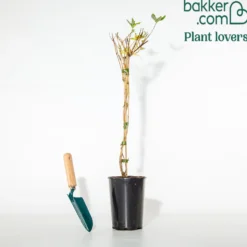 Geißblatt Goldflame - Duftende Blüten den Sommer lang