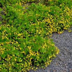 Gelapptblättrige Waldsteinie - Grün das ganze Jahr