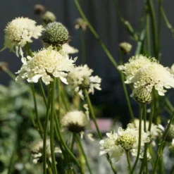 Gelbblühendes Krätzkraut - Zarte Blüten den ganzen Sommer