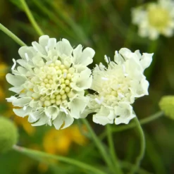 Gelbblühendes Krätzkraut - Zarte Blüten den ganzen Sommer