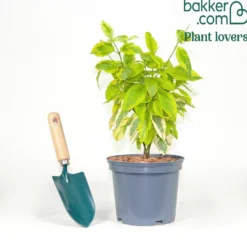 Gelbbunter Hartriegel - Farbe von Frühling bis Winter