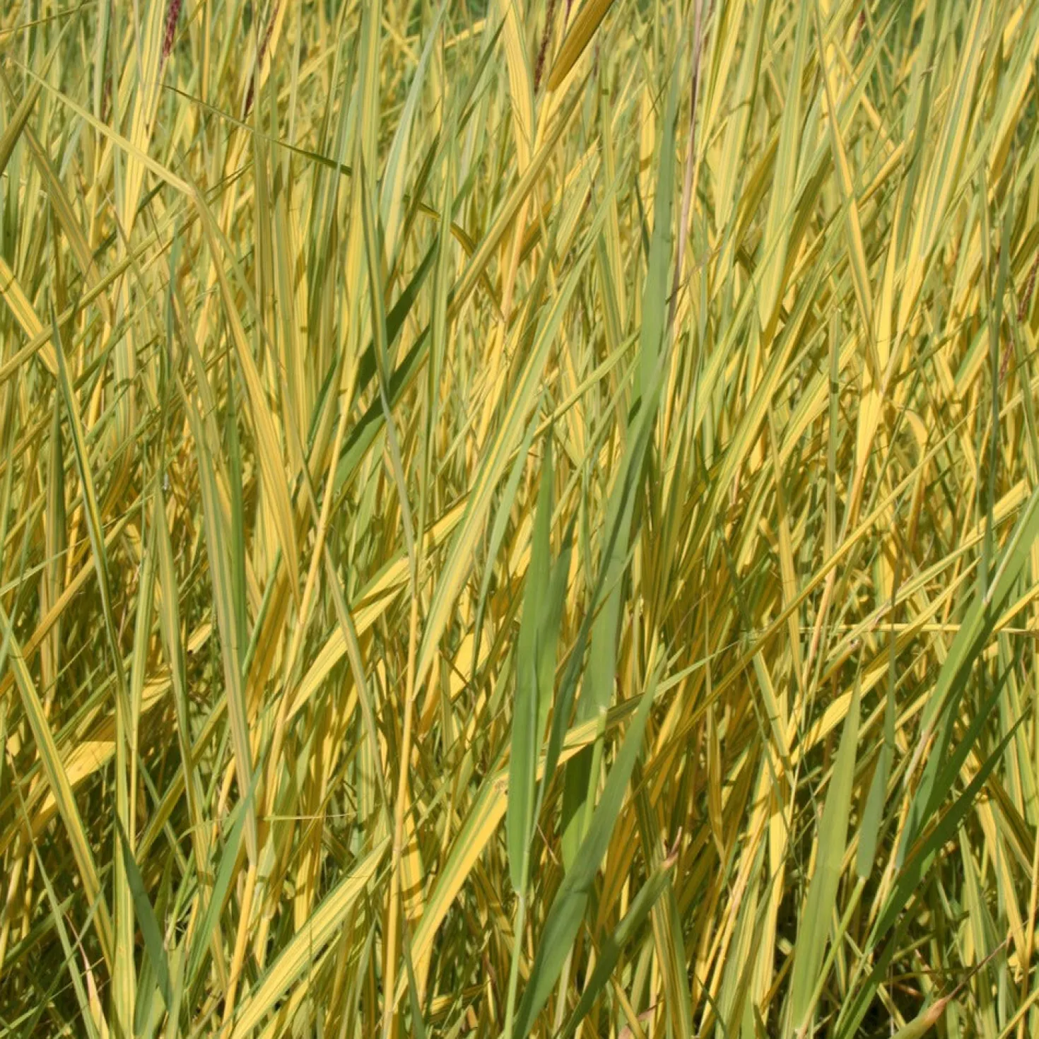 Gelbbuntes Schilf - Goldstreifen am Wasserrand