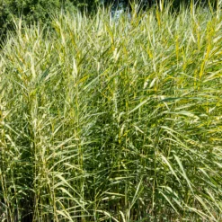 Gelbbuntes Schilf - Goldstreifen am Wasserrand