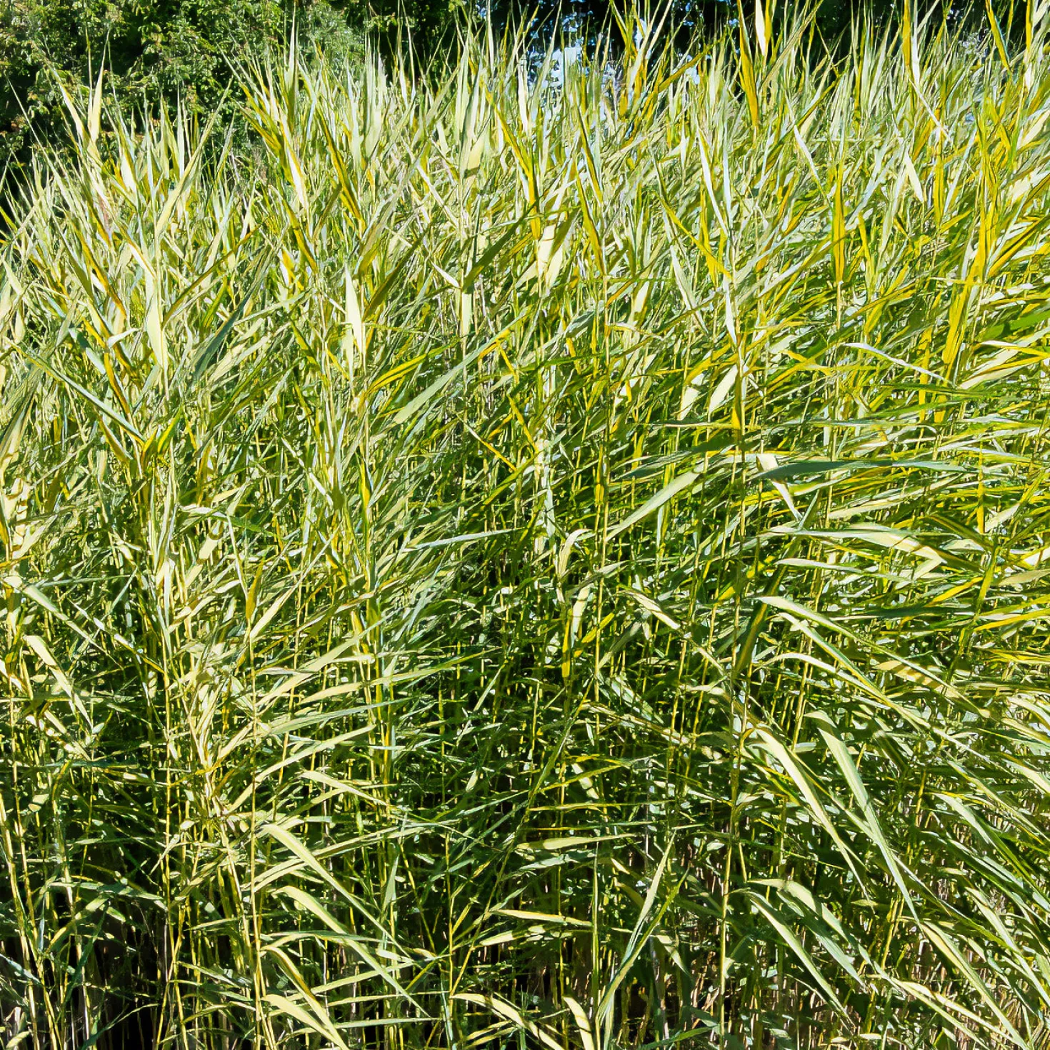 Gelbbuntes Schilf - Goldstreifen am Wasserrand