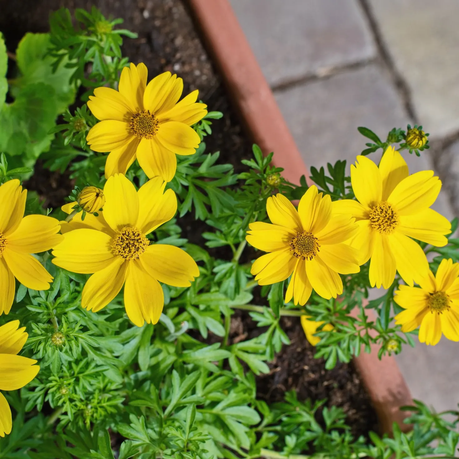 Gelbe Bidens - Sommerblüten ohne Ende