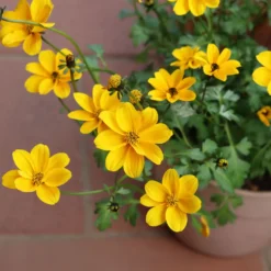 Gelbe Bidens - Sommerblüten ohne Ende