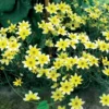 Gelbe Bidens (x3) - Sonnengelb den ganzen Sommer