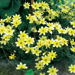 Gelbe Bidens (x3) - Sonnengelb den ganzen Sommer
