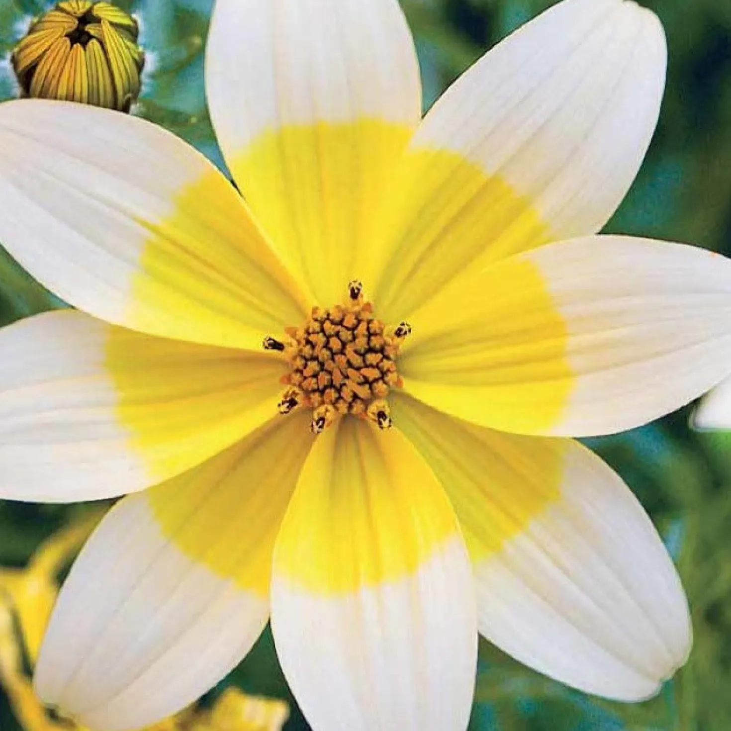 Gelbe Bidens (x3) - Sonnengelb den ganzen Sommer