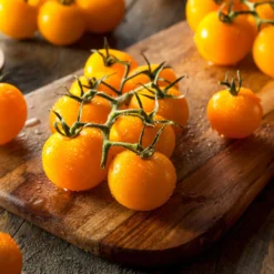 Gelbe Cherrytomate ‚Raisin‘ - Süße gelbe Naschtomaten