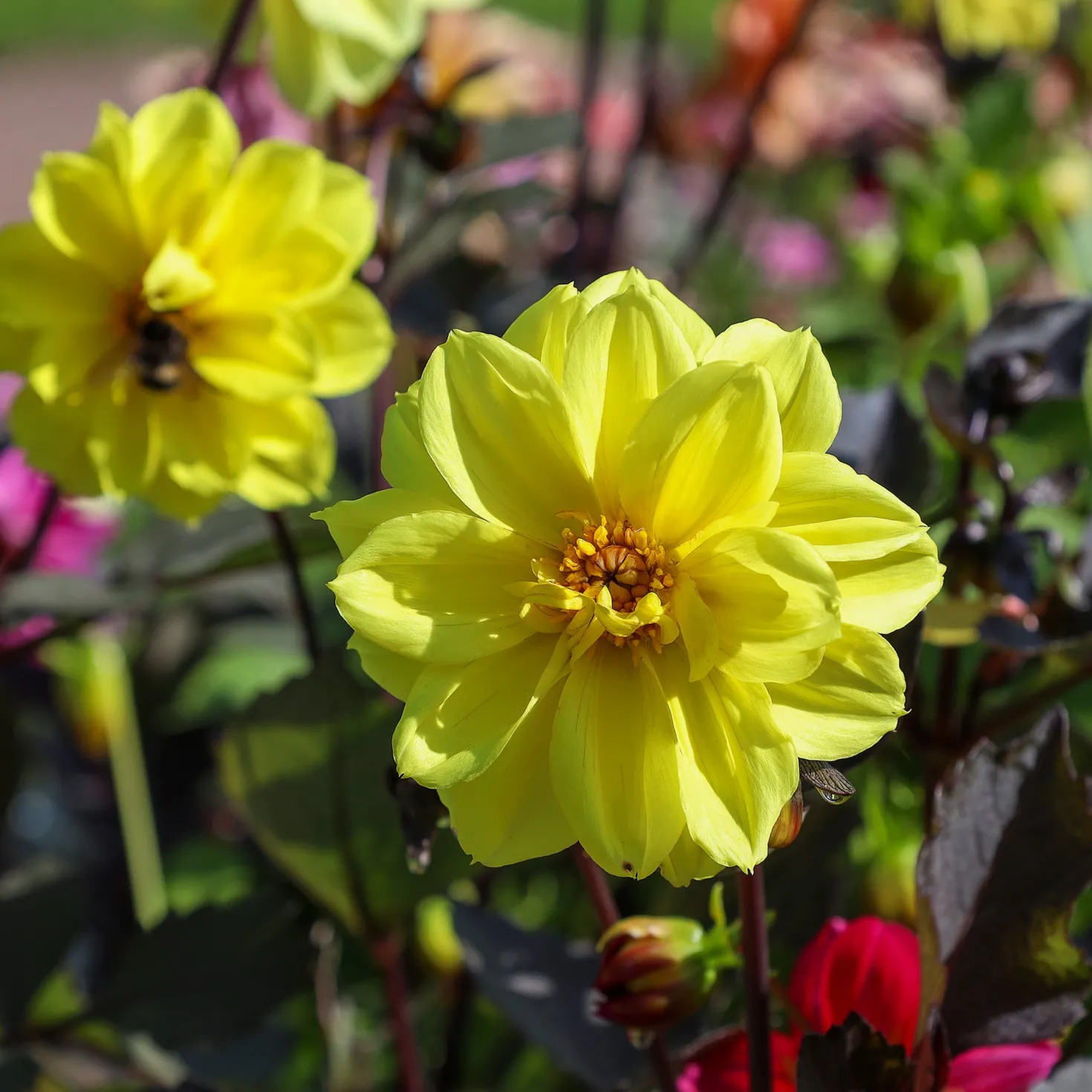 Gelbe Dahlie - Sonnengelb bis zum Frost