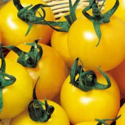 Gelbe Fruchttomate Goldene Königin - Süße gelbe Ernte ganz leicht