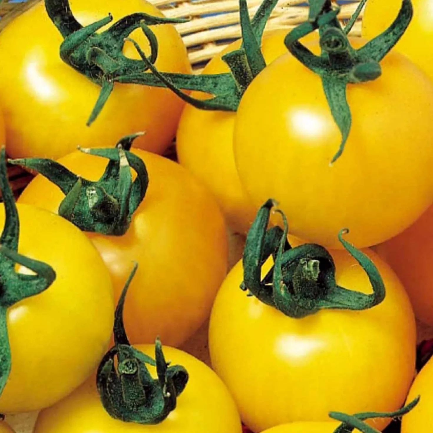 Gelbe Fruchttomate Goldene Königin - Süße gelbe Ernte ganz leicht