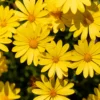 Gelbe Kapmargerite - Sonne pur auf dem Balkon