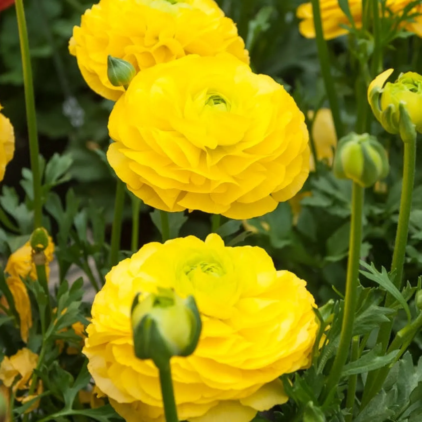 Gelbe Ranunkeln - Sonnengelb im Frühling