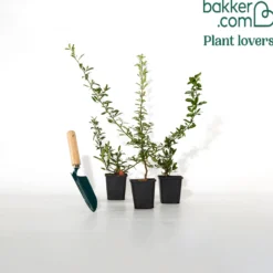 Gelber Feuerdorn (x3) - Gelbe Beeren, ganzjährig grün