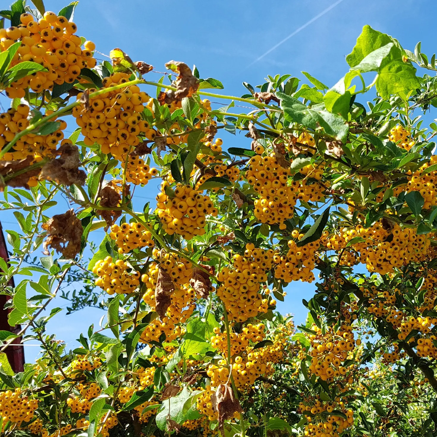 Gelber Feuerdorn (x3) - Gelbe Beeren, ganzjährig grün