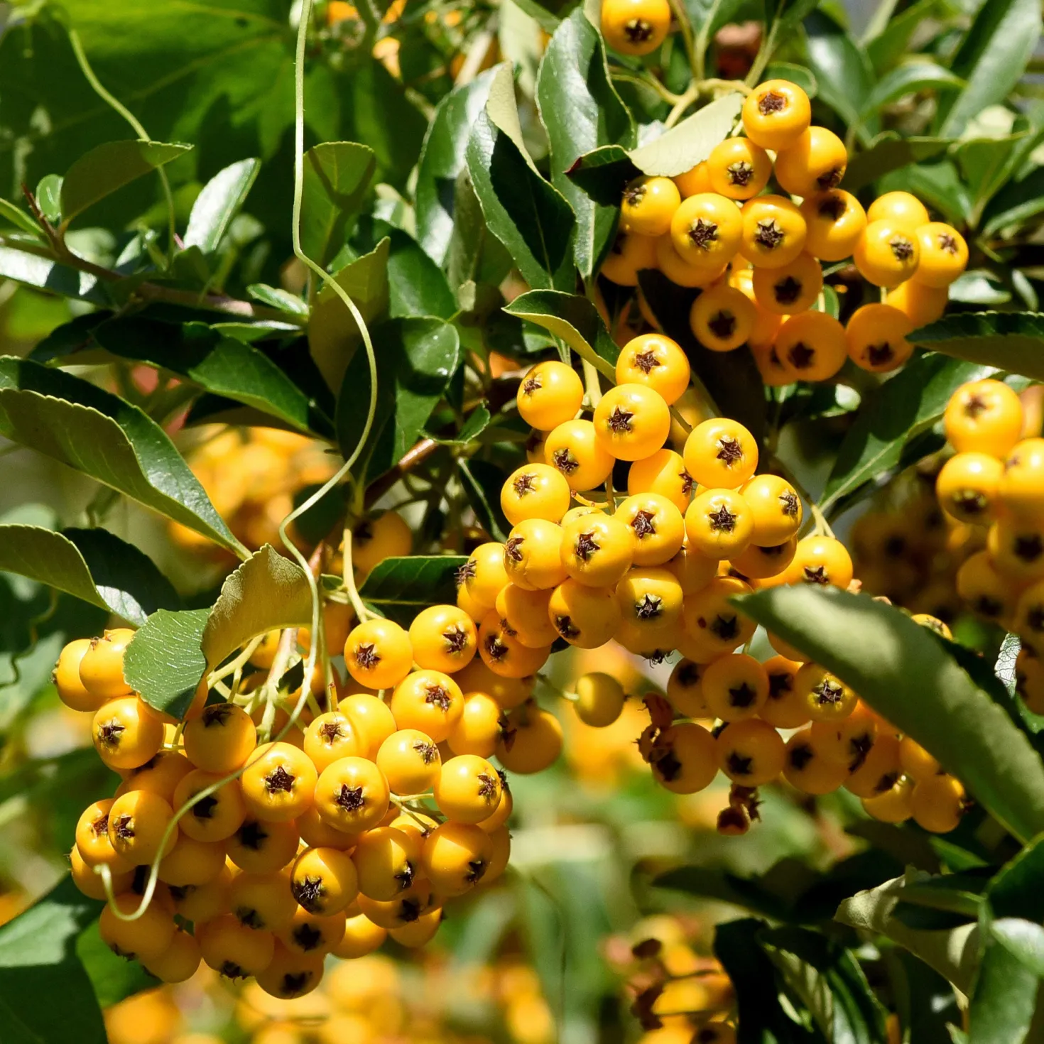 Gelber Feuerdorn (x3) - Gelbe Beeren, ganzjährig grün
