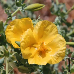 Gelber Hornmohn - Sonnengelb ohne Mühe