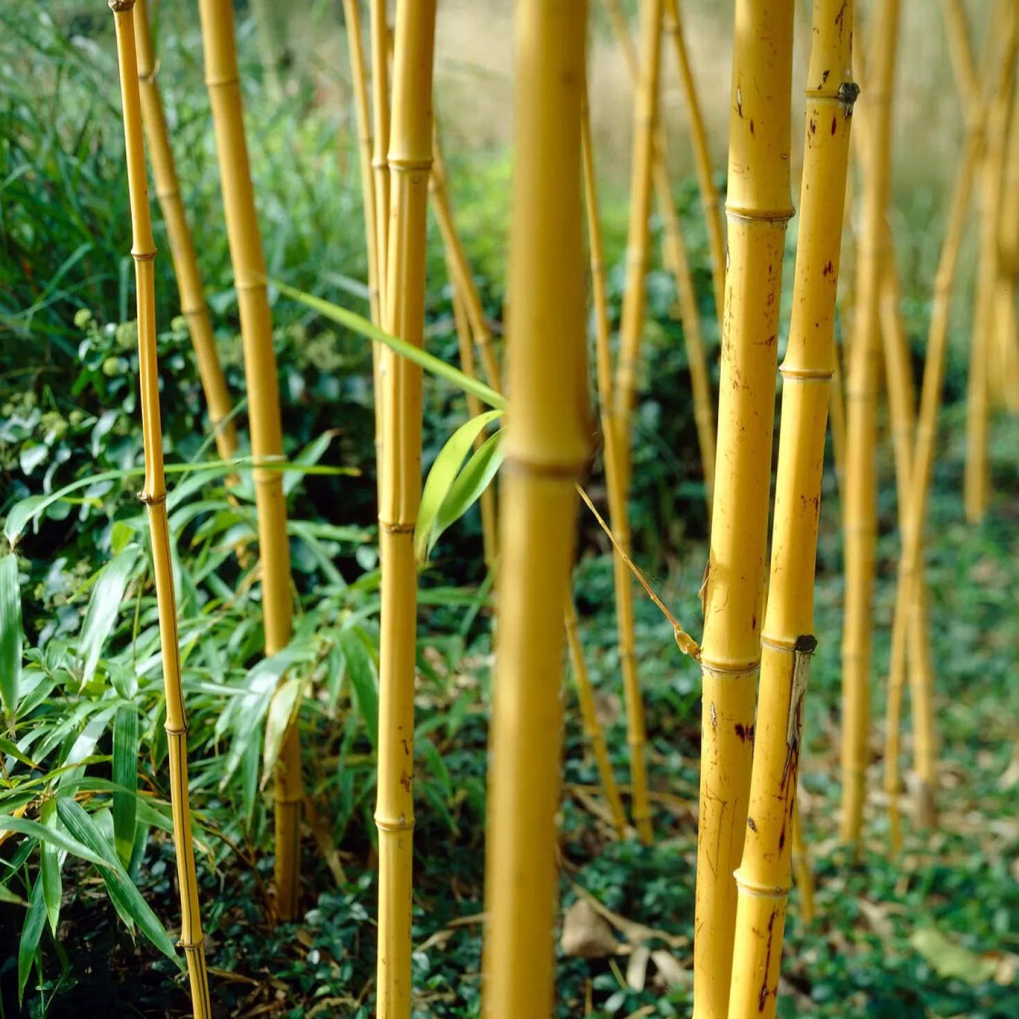 Gelber Laufbambus - Sichtschutz in einer Saison