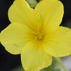 Gelber Lein 'Compactum' - Gelbe Blüten, null Aufwand