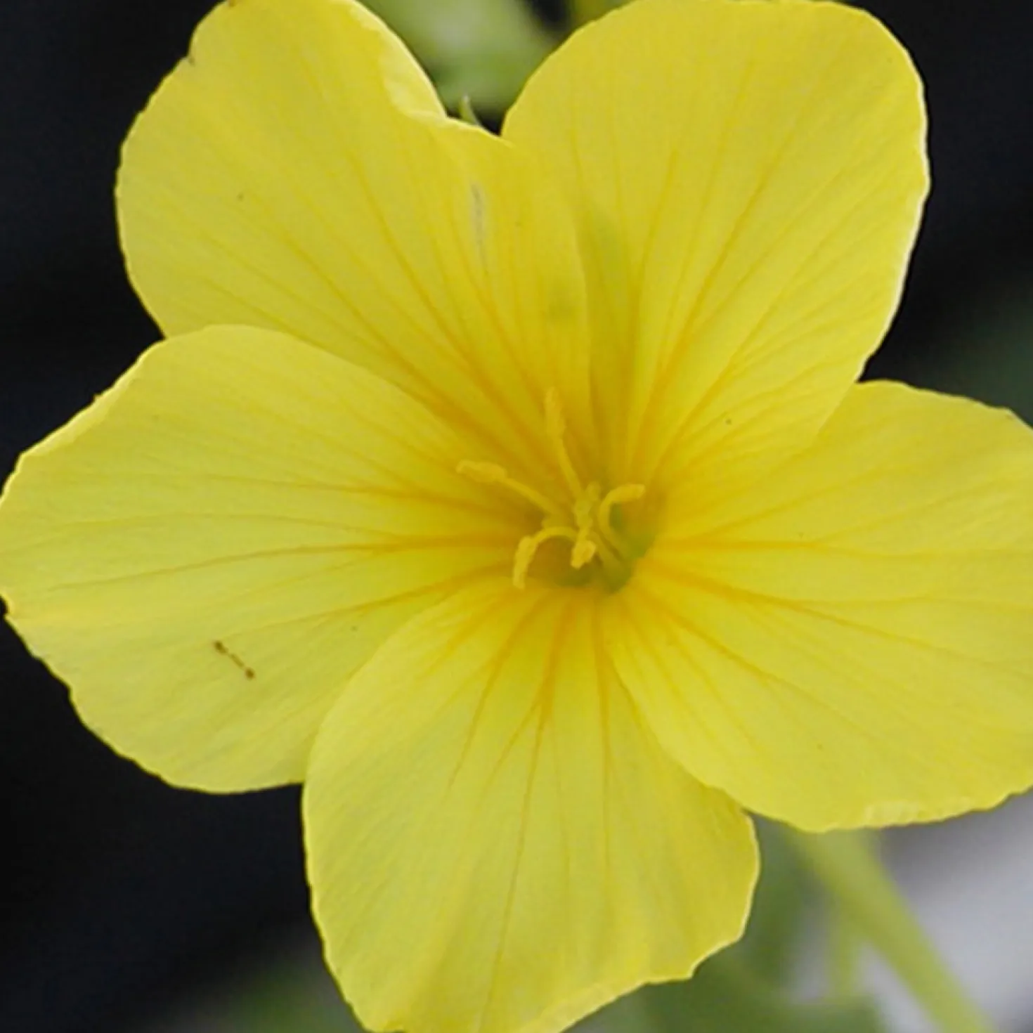 Gelber Lein 'Compactum' - Gelbe Blüten, null Aufwand