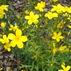 Gelber Lein 'Compactum' - Gelbe Blüten, null Aufwand