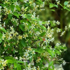 Gelber Sternjasmin - Duftende Blüten, sofort schön