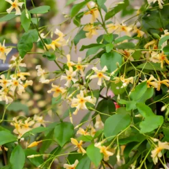 Gelber Sternjasmin - Duftende Blüten, sofort schön