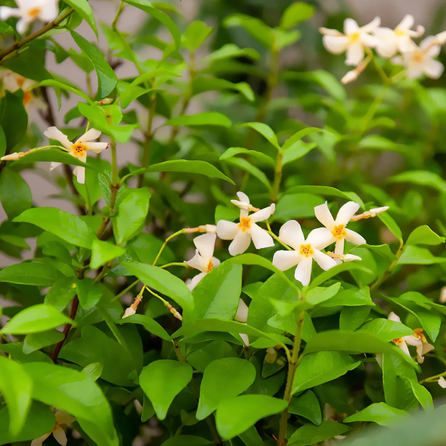 Gelber Sternjasmin - Duftende Blüten, sofort schön