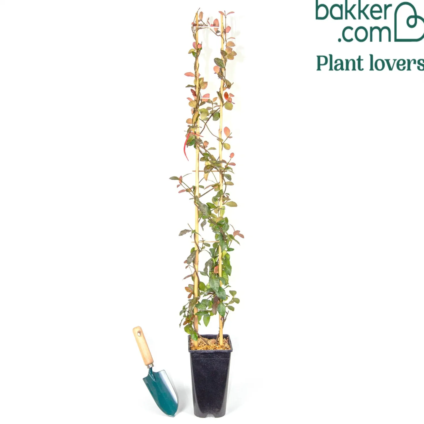 Gelber Sternjasmin - Duftende Blüten, sofort schön