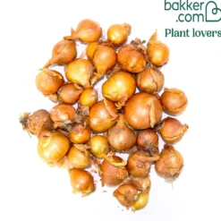 Gelbe Schalotte 'Golden Gourmet' - Milde Ernte im Sommer