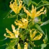 Gelbe Schmucklilie - Gelbe Blüten, die klettern