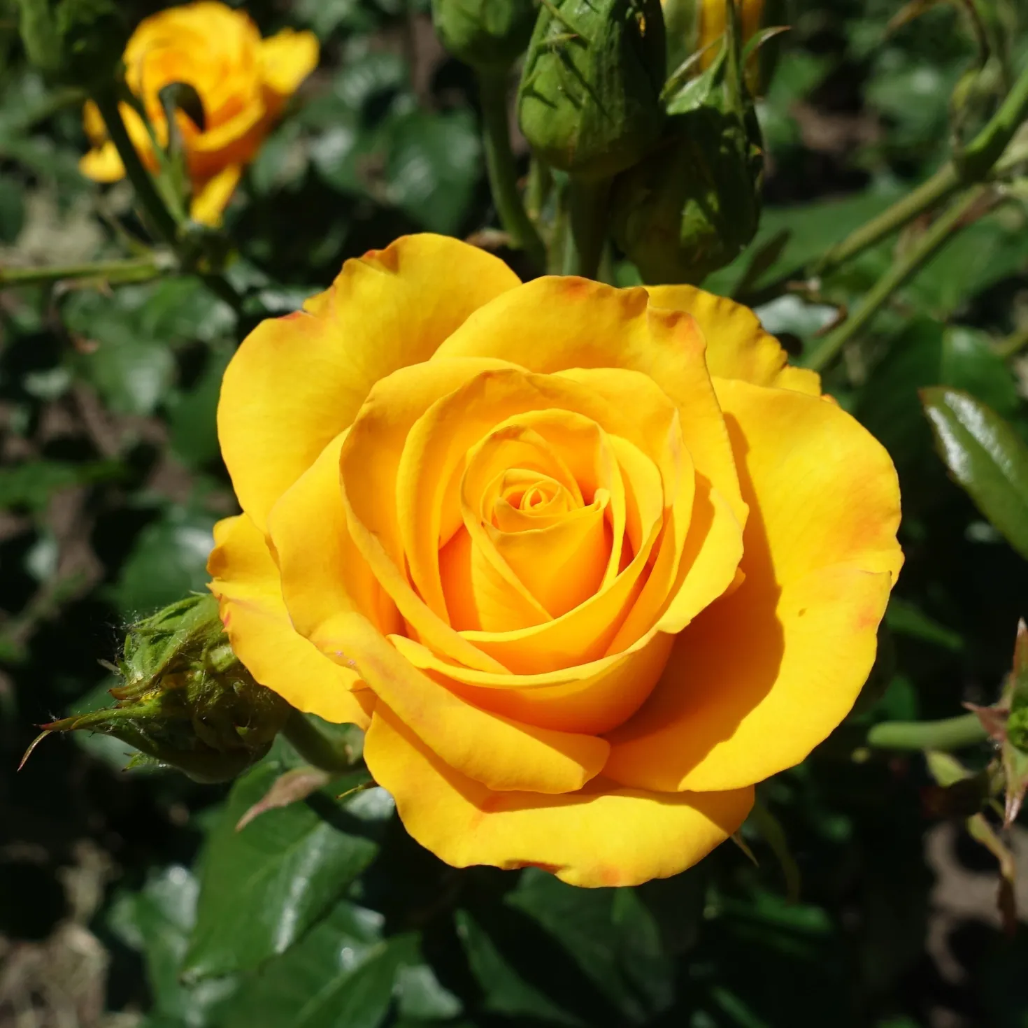 Gelbe Strauchrose - Sonnengelb den ganzen Sommer