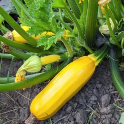 Gelbe Zucchini Sunlight F1 Pflanzen - Leuchtend gelb, schnell geerntet