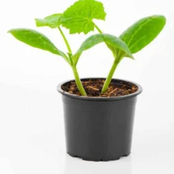 Gelbe Zucchini Sunlight F1 Pflanzen - Leuchtend gelb, schnell geerntet