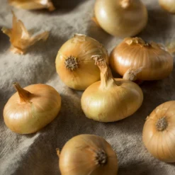 Gelbe Zwiebel ‘Paille des Vertus’ - Lange lagerbar, mild im Geschmack