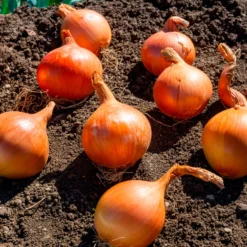 Gelbe Zwiebel Sturon Bio - Große Zwiebeln, lange haltbar