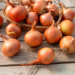 Gelbe Zwiebel Sturon Bio - Große Zwiebeln, lange haltbar