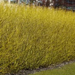 Gelbholzhartriegel Flaviramea - Leuchtgelb im Wintergarten
