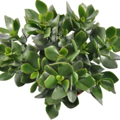 Geldbaum Crassula 'Hulk' - Kräftig, grün, pflegeleicht