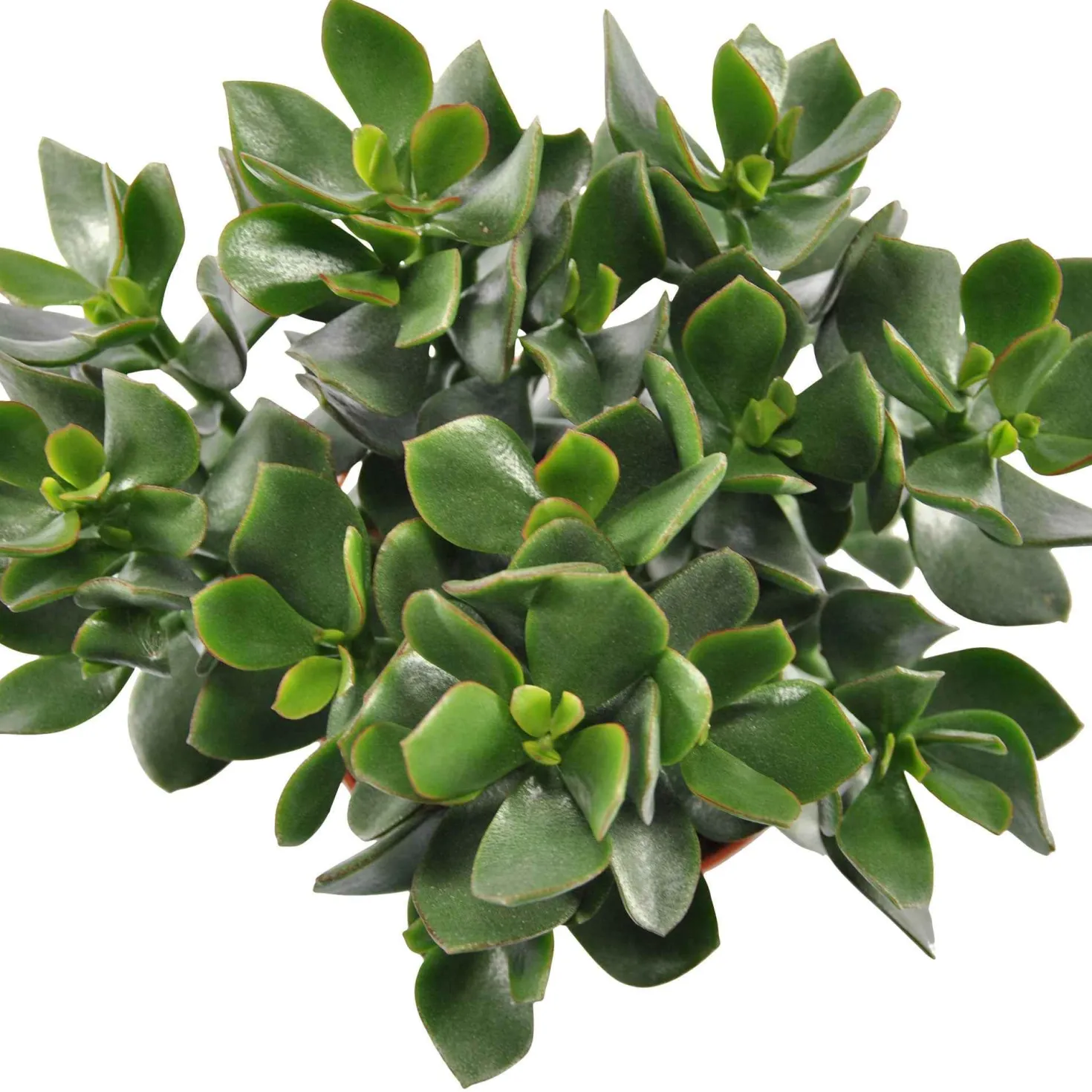 Geldbaum Crassula 'Hulk' - Kräftig, grün, pflegeleicht