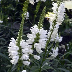 Gelenkblume 'Alba' - Weiße Blüten den ganzen Sommer