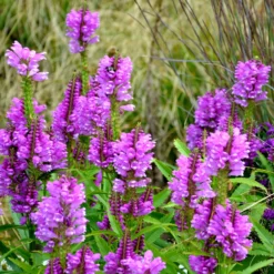Gelenkblume Vivid - Fuchsia-Blüten bis in den Herbst