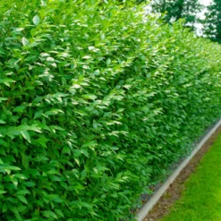 Gemeiner Liguster Atrovirens - Blickdicht in einer Saison