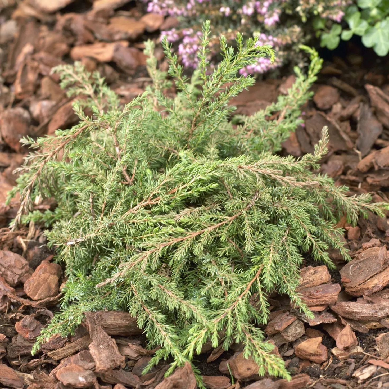 Gemeiner Wacholder Green Carpet - Grüner Teppich ohne Mühe