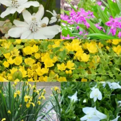 Gemischte blühende Teichpflanzen (x5) - Üppige Blüte, Feuchtgebietspflanzen
