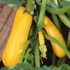 Gemüse-Kollektion für die Sonne - Sommergemüse, aromatisch
