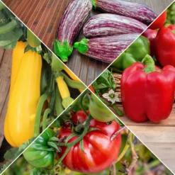 Gemüse-Kollektion für die Sonne - Sommergemüse, aromatisch