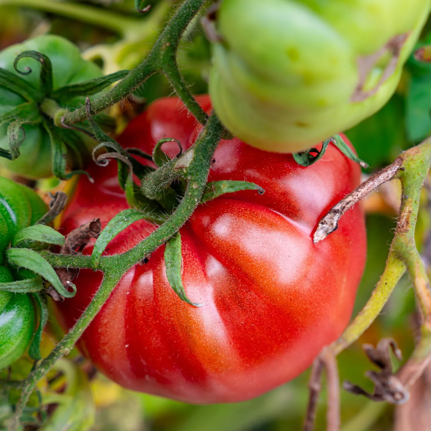 Gemüse-Kollektion für die Sonne - Sommergemüse, aromatisch